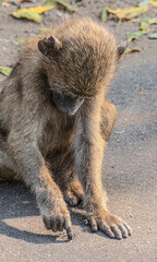Baboon writing