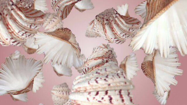 Many sea shells falling down on pink background. Seamless looping slow motion 4k video