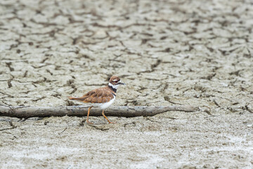 Killdeer looking for food on a seashore.Maryland.USA