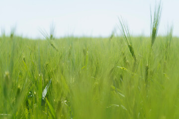 Wheat field, close up, selective focus. Agricultural scene in Russia. Cereal plantation.