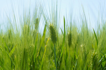 Wheat field, close up, selective focus. Agricultural scene in Russia. Cereal plantation.