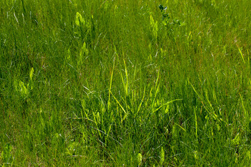 simple plain grass weeds on the field in the summer season