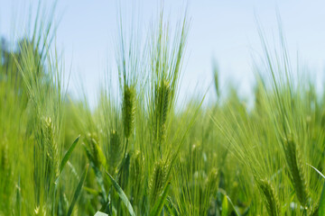 Wheat field, close up, selective focus. Agricultural scene in Russia. Cereal plantation.