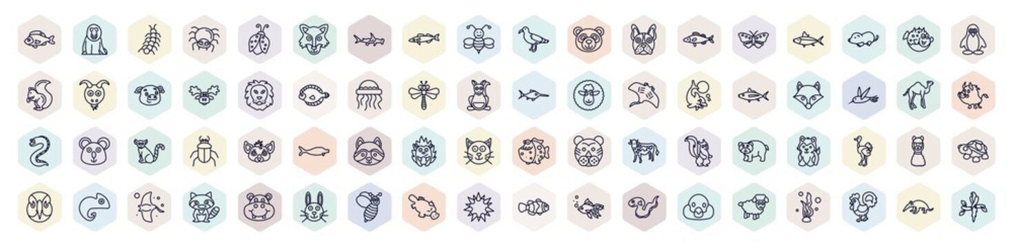 Set Of Animals Web Icons In Outline Style. Thin Line Icons Such As Perch, Centipede, Pike, Zander, Lion, Fox, Racoon, Lama, Sea Urchin Icon.