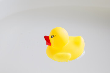 yellow rubber duck in the water. bathing toy.