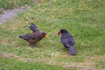 Fütterung bei der Amsel (Turdus merula)