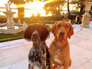 Urlaub mit Hund am Ammersee