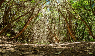 View on Tenerife island from Anaga Rural Park road.