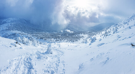 Panoramic landscape of a snowy forest in the mountains on a sunny winter day. Ukrainian Carpathians, near Mount Petros.