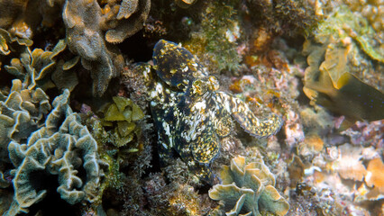 Underwater photo of small octopus swimming in tropical exotic bay among corals with crystal clear...