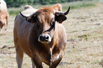 French Aubrac cow . Curious cow staring at the photographer