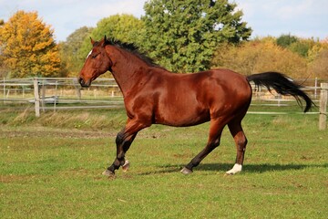 brown quarter horse is running on the paddock