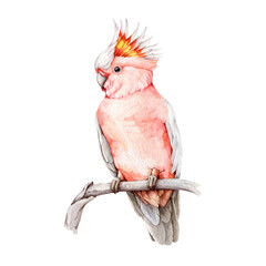 Major Mitchell's cockatoo watercolor illustration. Hand drawn realistic Australian native bird. Pink parrot on a branch. Pink cockatoo beautiful Australia wildlife bird. White background © anitapol