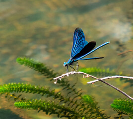 blue dragonfly on a leaf