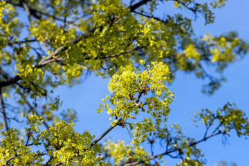 Fototapeta premium the young foliage of the maple tree in the spring season