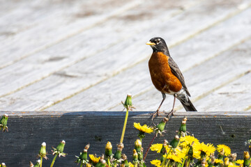 An American Robin perches on the low rail of a boardwalk.  Dandelions in the foreground.  Copy space on the left.