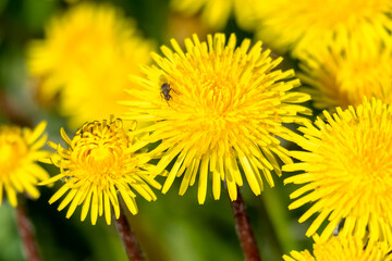 An insect lands on a dandelion bloom.