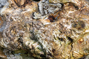 Abstract view of driftwood with a narrow depth of field.