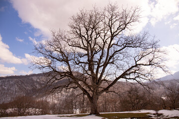 Nice big oak tree.