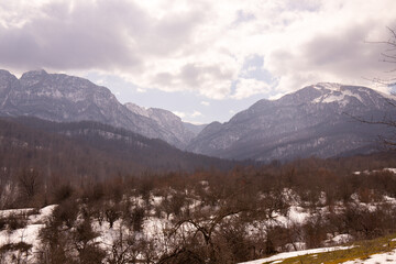Winter forest in the mountains.