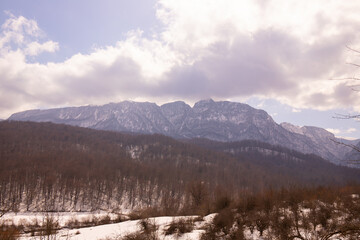 Fototapeta na wymiar Winter forest in the mountains.