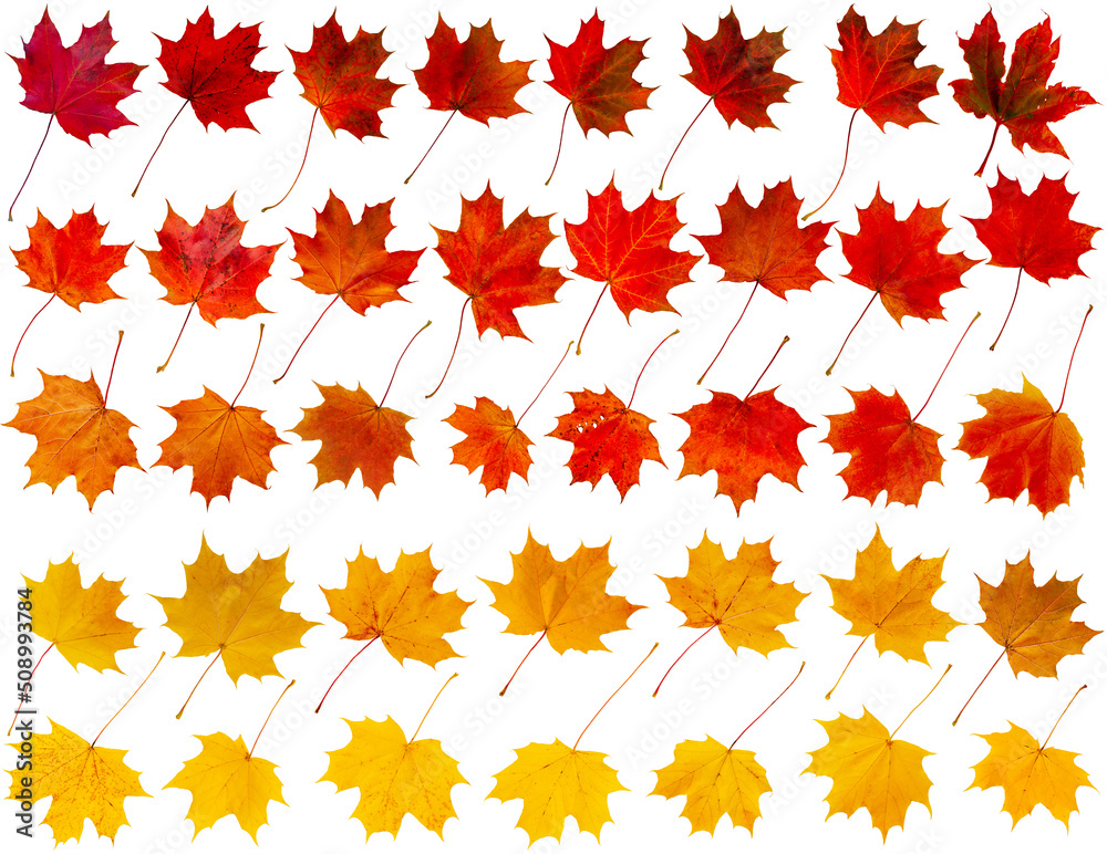 Wall mural set of autumn maple leaves in yellow, red and orange isolated on white.