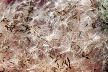 white fluffy dandelion seeds gathered in a pile