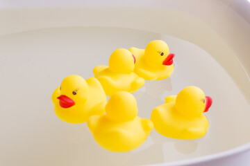 many toy ducks swim in the water.