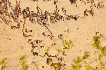 Small details of the coastal landscape