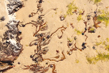 Small details of the coastal landscape