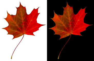 Autumn maple leaf isolated on white and black backgrounds. Red-green maple leaf.