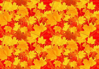 Naklejka na ściany i meble Cheerful background of red-orange maple leaves. Seamless background of autumn maple leaves.