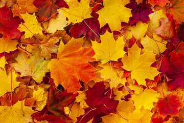 Naklejka na ściany i meble Autumn maple leaves. Beautiful bright background of red, yellow and orange autumn maple leaves.
