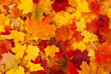 Naklejka na ściany i meble Autumn maple leaves. Bright background of red, yellow and orange autumn maple leaves.