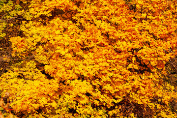 Autumn maple leaves. A rich autumn crown of maple, covered with yellow and orange foliage.