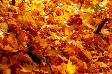 Autumn maple leaves.