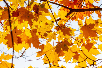 Fototapeta premium Autumn maple leaves.