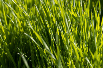 agricultural field where green unripe wheat grows