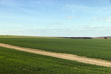 agricultural field where green unripe wheat grows