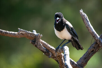 Common magpie in the meadow of southern Spain