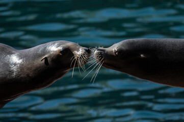 Obraz premium Two California sea lion (Zalophus californianus) kissing