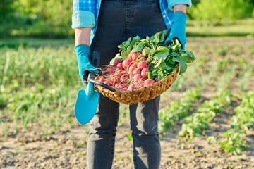 Close-up of basket with freshly picked radishes in the hands of gardener