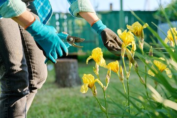 Fototapeta na wymiar Gardeners hands in gardening gloves with pruner caring for yellow iris flowers in flower bed