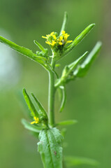 In nature, as a weed grows sisymbrium officinale
