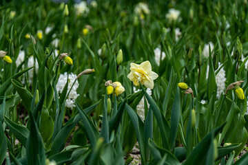 white spring flowers