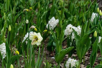 white spring flowers