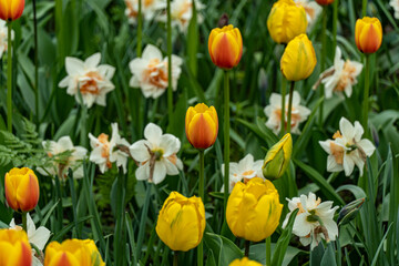 yellow and red tulips