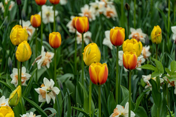 Obraz premium yellow and red tulips