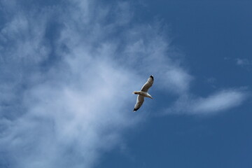Seagulls flying over the promenade at Llandudno in North Wales.