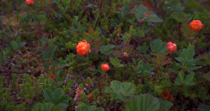 Wild cloudberries on arctic ground, rubus chamaemorus, camera move